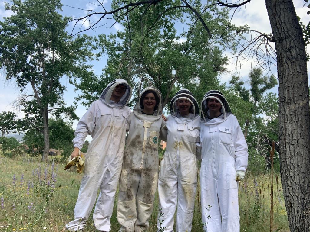 Fieldwork in apiary