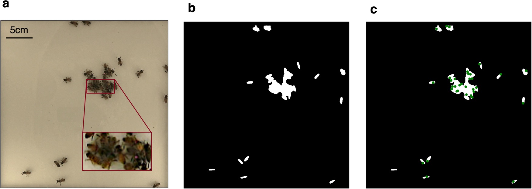 Bee research publication
